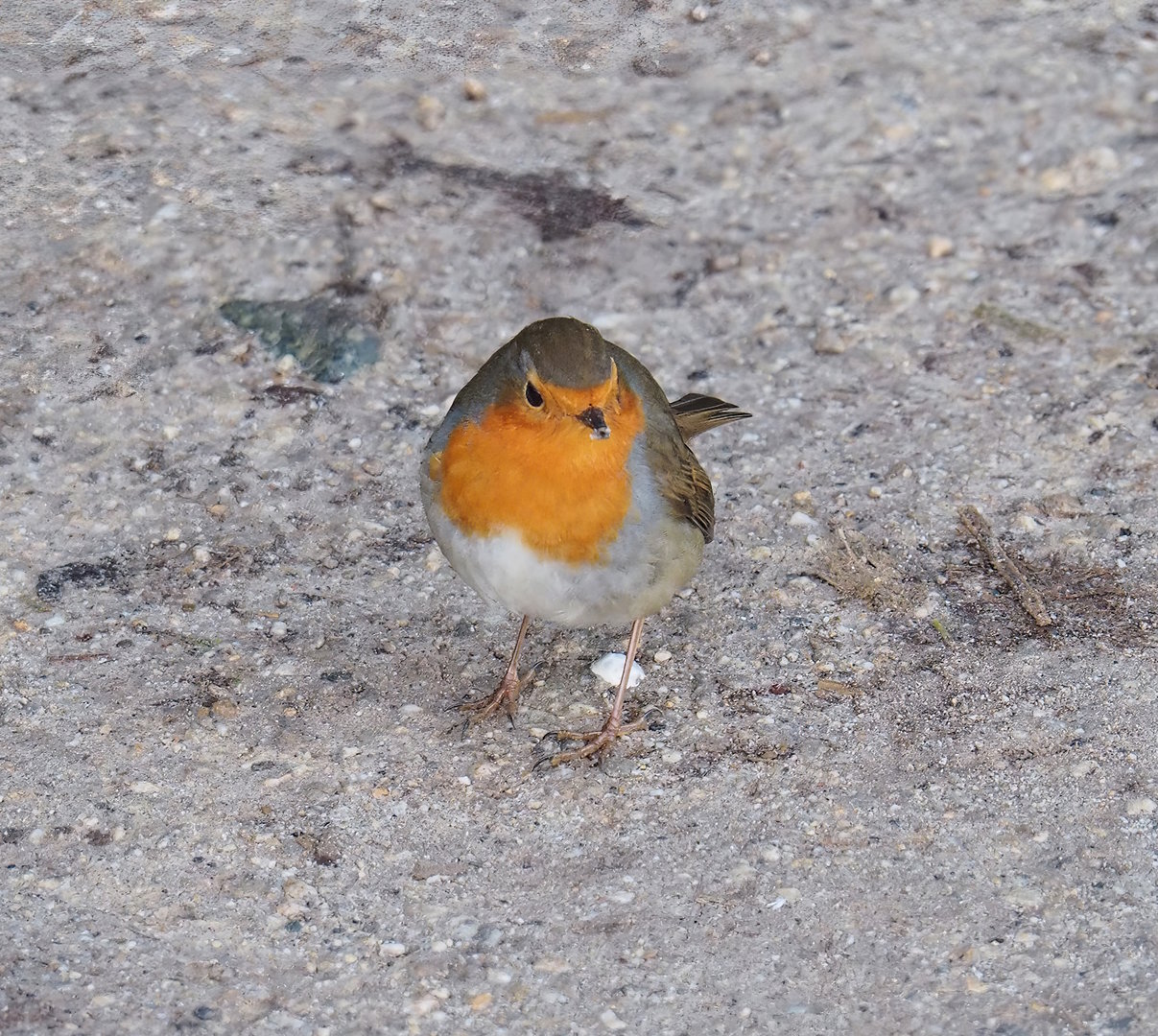 Wild European robin (Erithacus rubecula), 2022-12-27