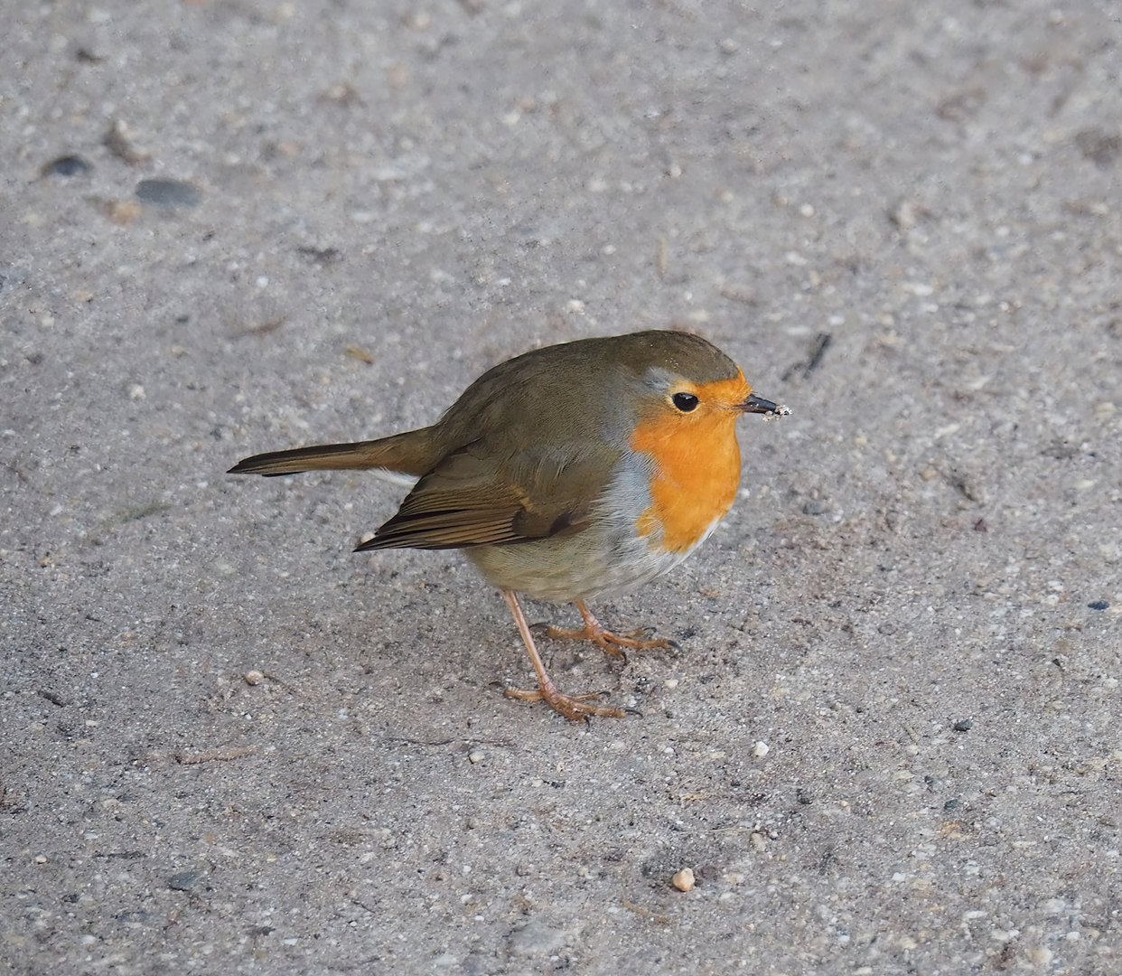 Wild European robin (Erithacus rubecula), 2022-12-27