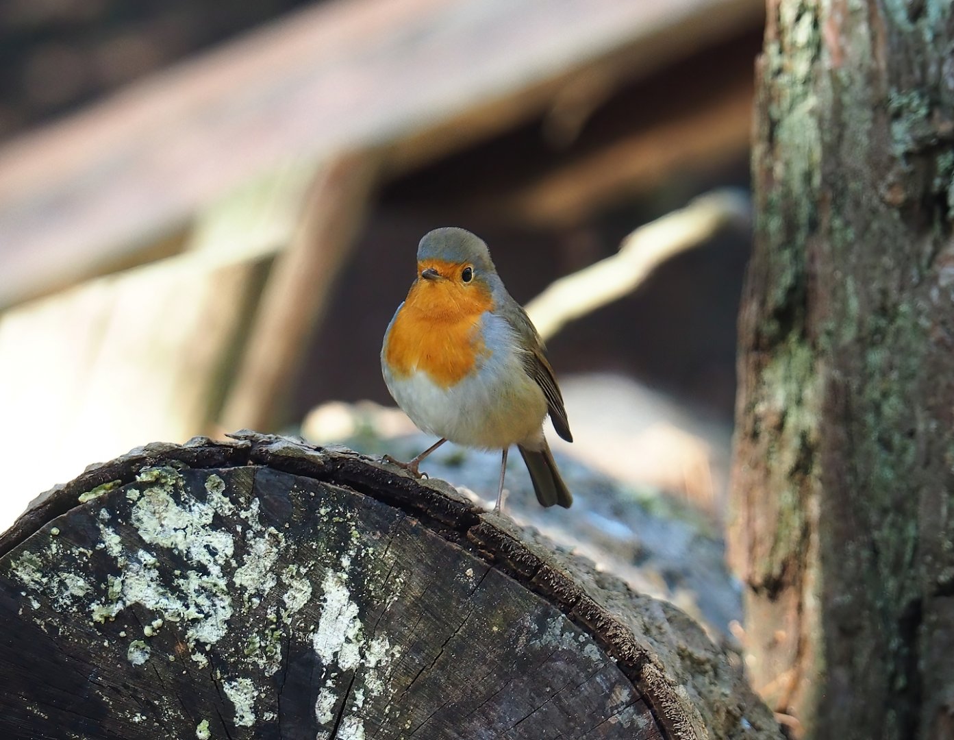 Wild European robin (Erithacus rubecula), 2023-09-24