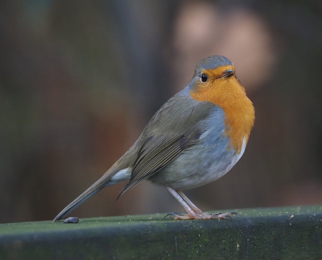 Wild European robin (Erithacus rubecula), 2025-11-30