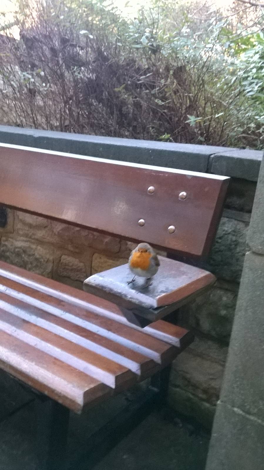 Wild European robin (Erithacus rubecula)