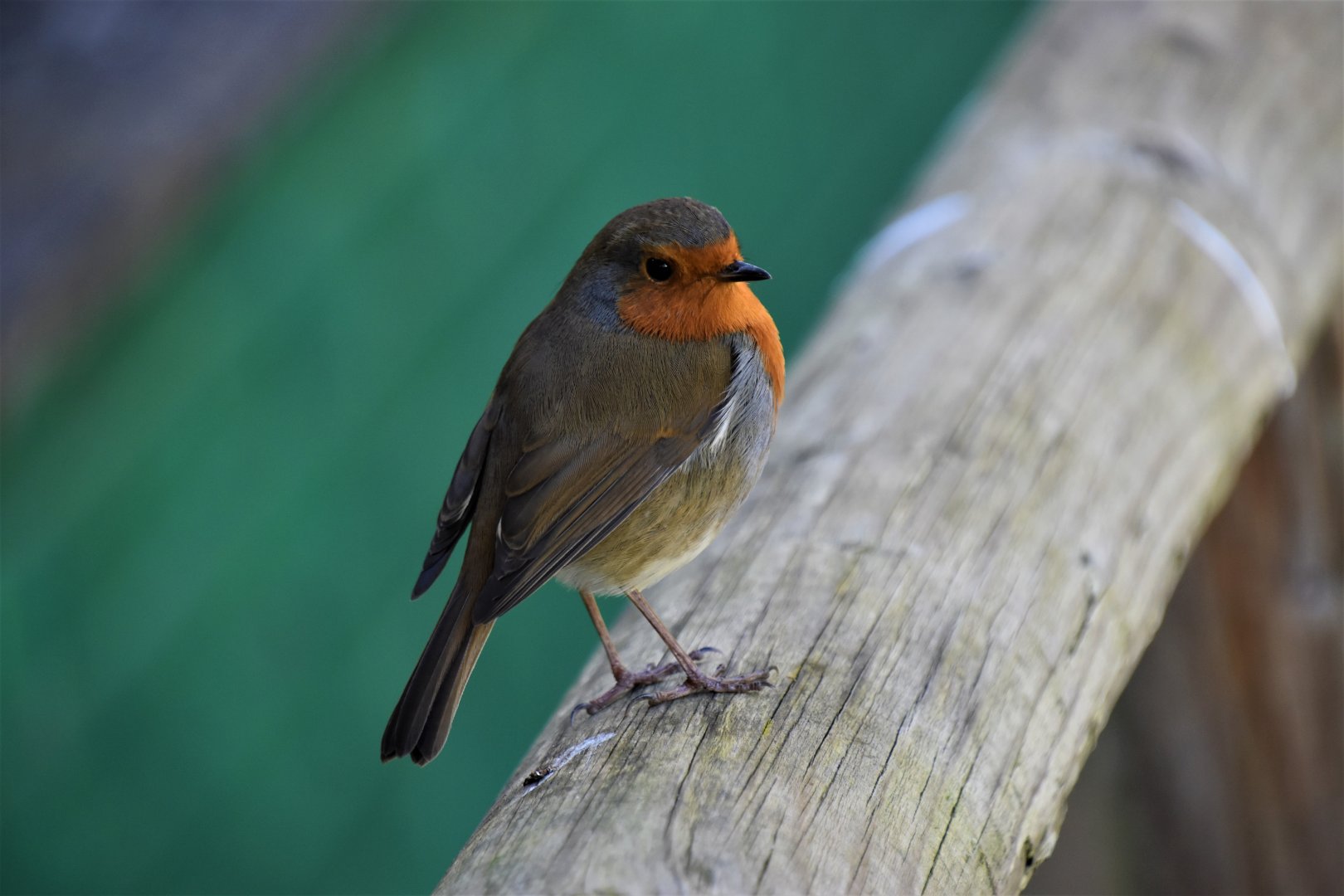 Wild European robin