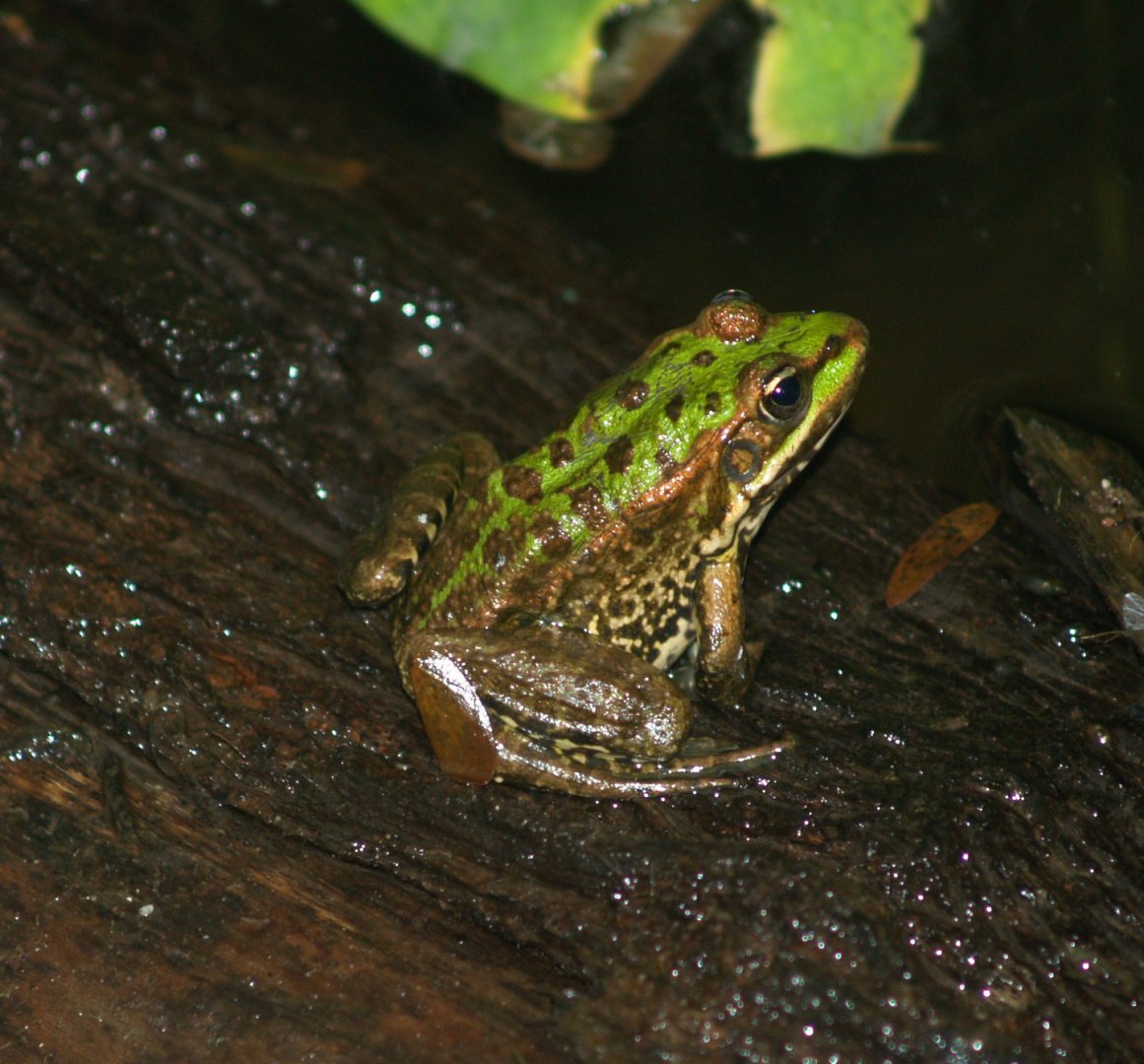 Wild European water frog (Pelophylax species) inside the Asian greenhouse, 2006-10-28