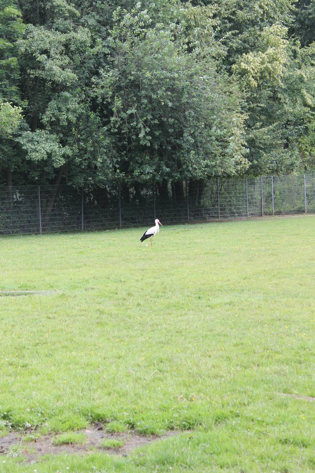 Wild European white stork