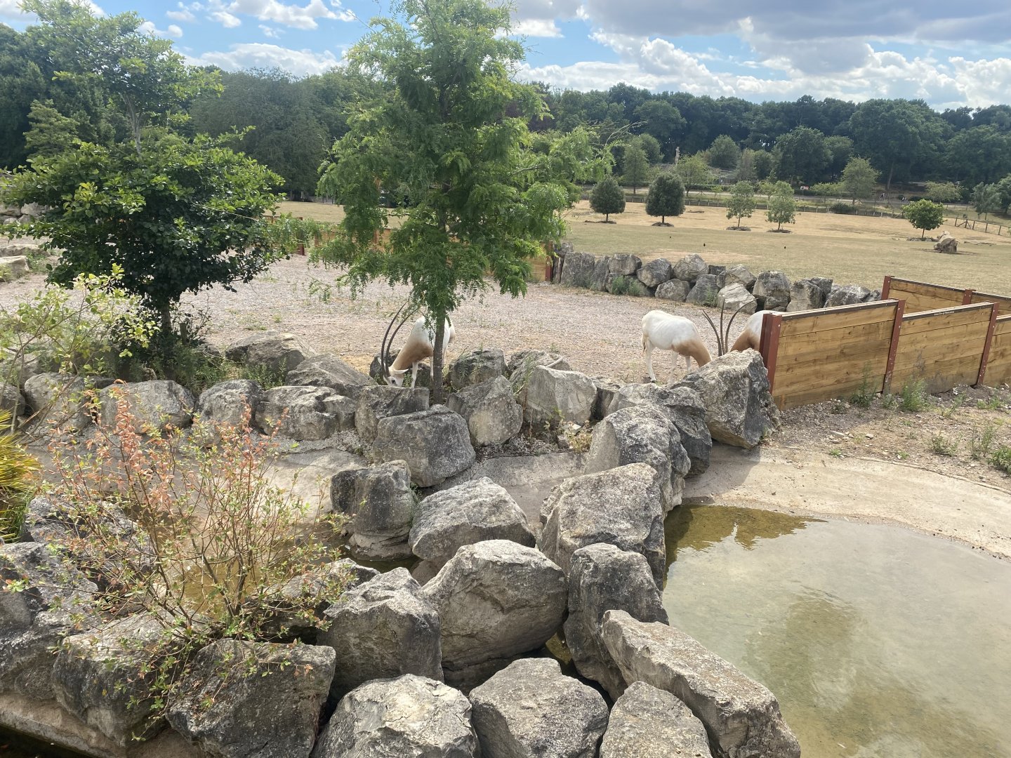 Wild Explorers African grassland exhibit 040822