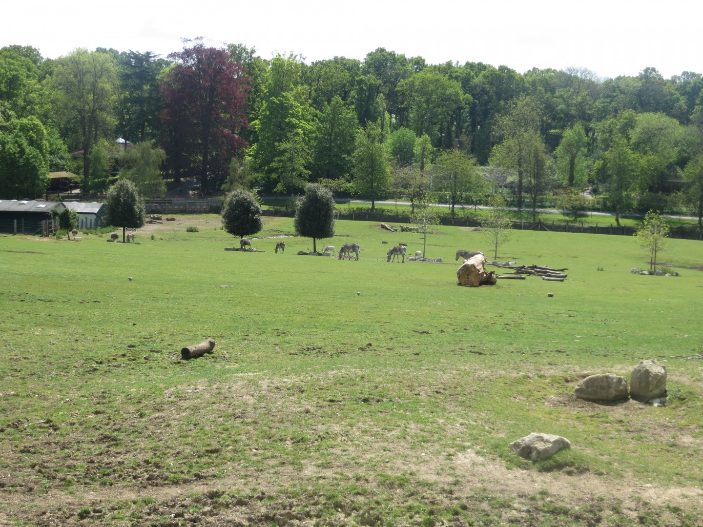 Wild Explorers grassland exhibit 110519