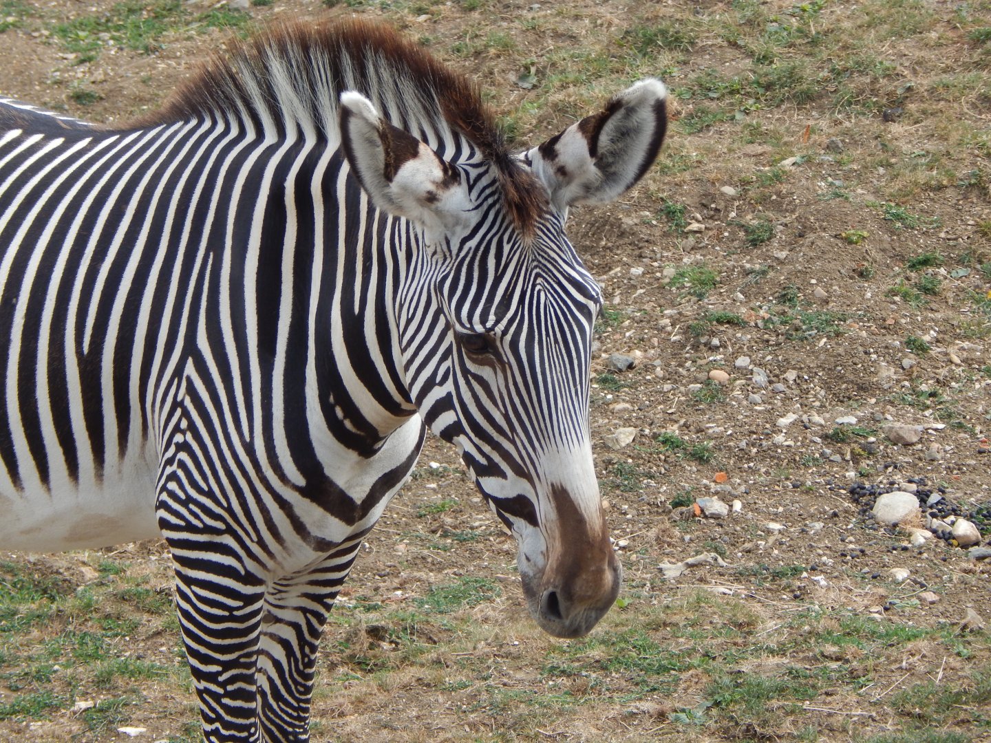Wild Explorers - Grevy's zebra 150725