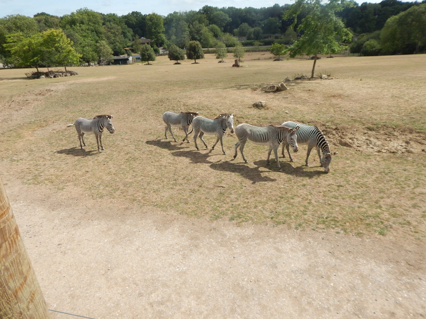 Wild Explorers - Grevy's zebras 150725