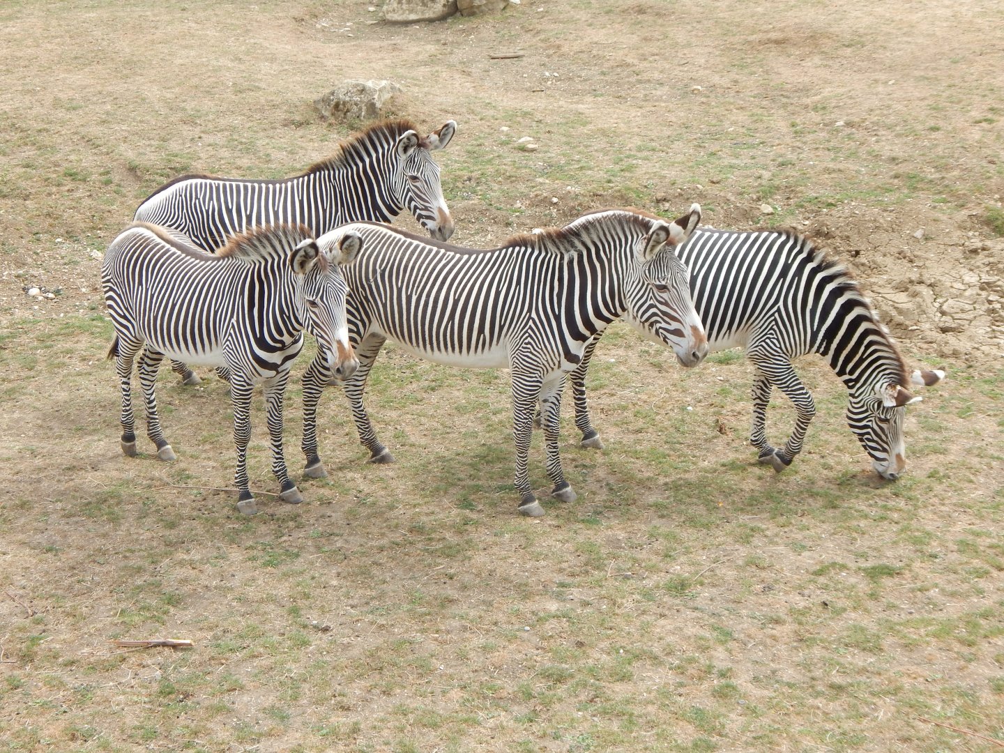 Wild Explorers - Grevy's zebras 150725
