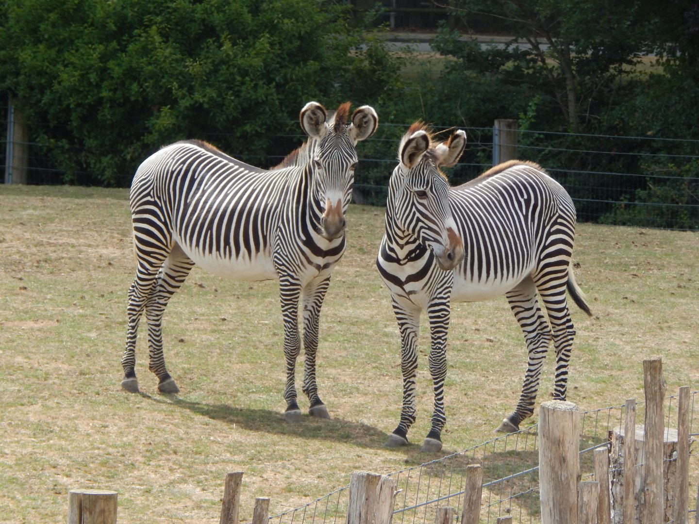 Wild Explorers - Grevy's zebras 150725