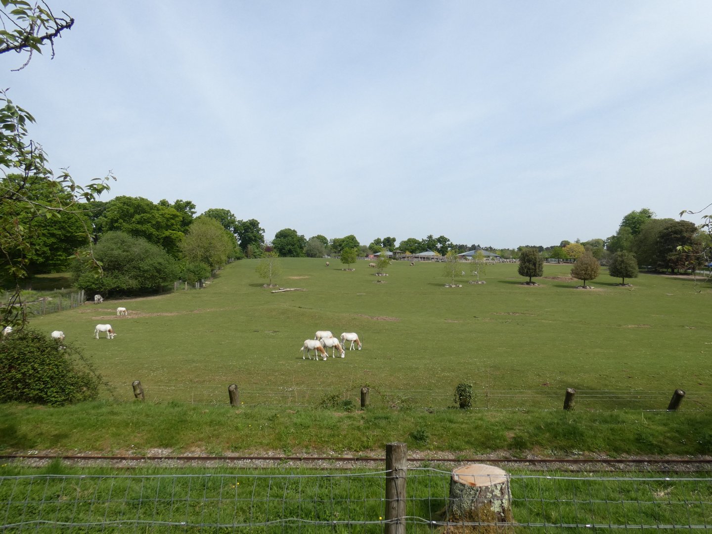Wild Explorers paddock
