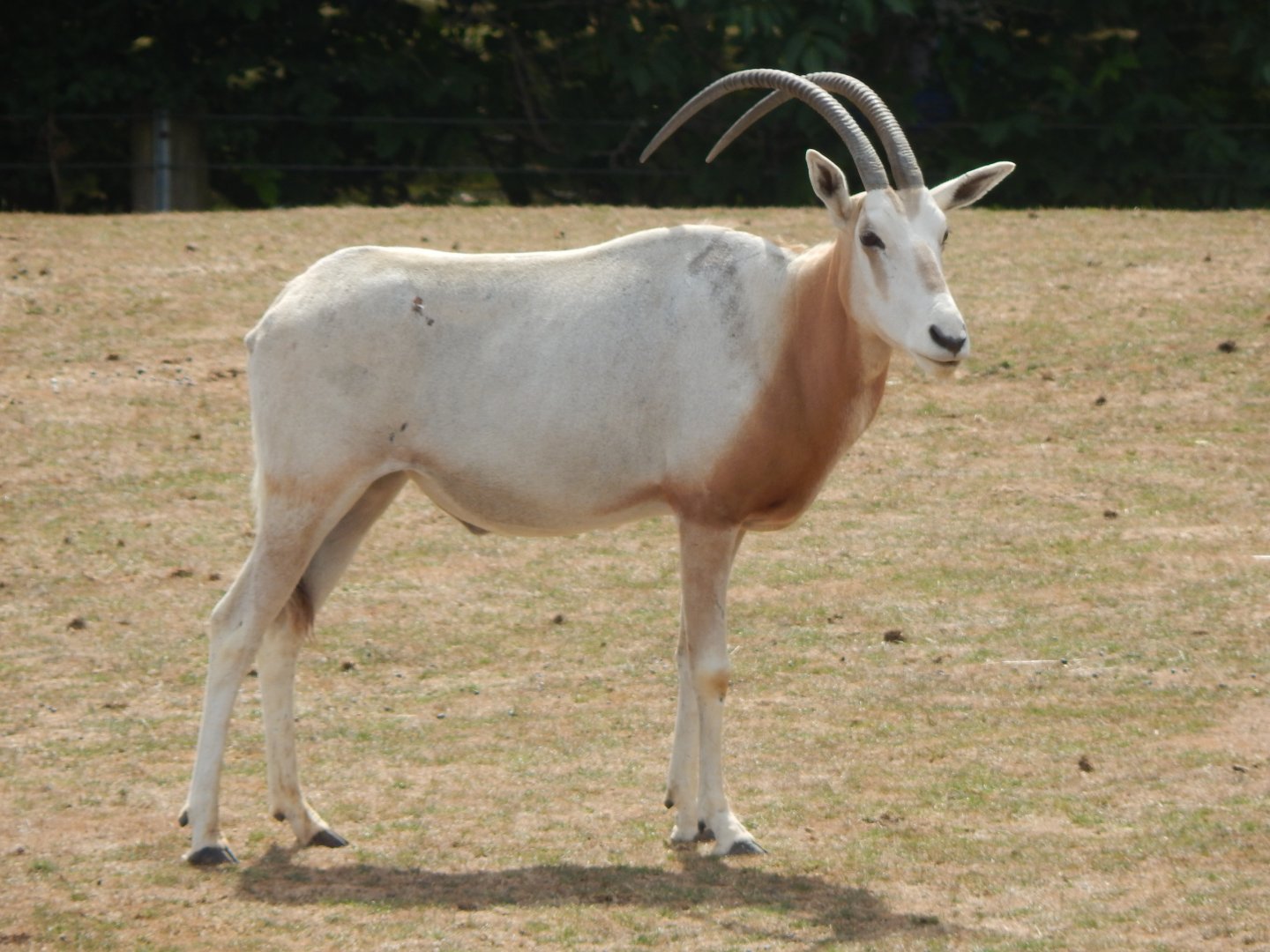 Wild Explorers - Scimitar-horned oryx 150725