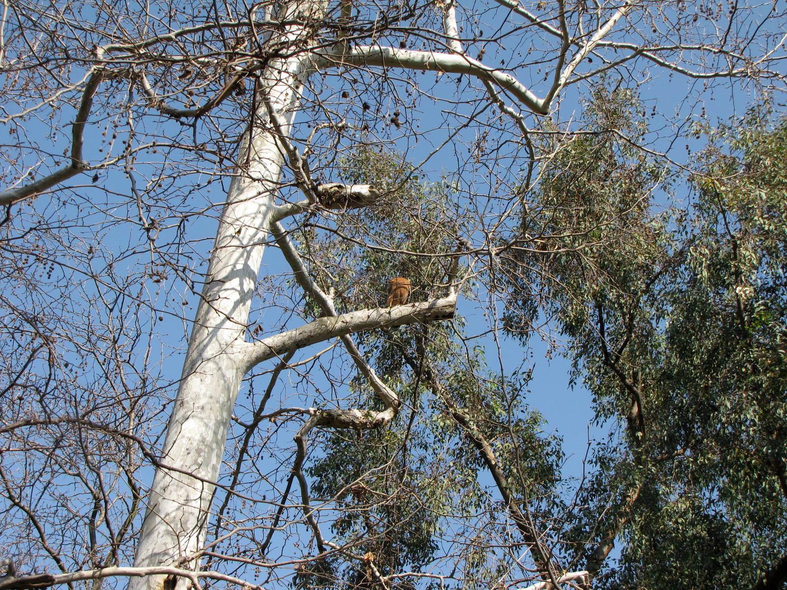 Wild Falcon Perched About 30 Feet Above Chacoan Peccaries