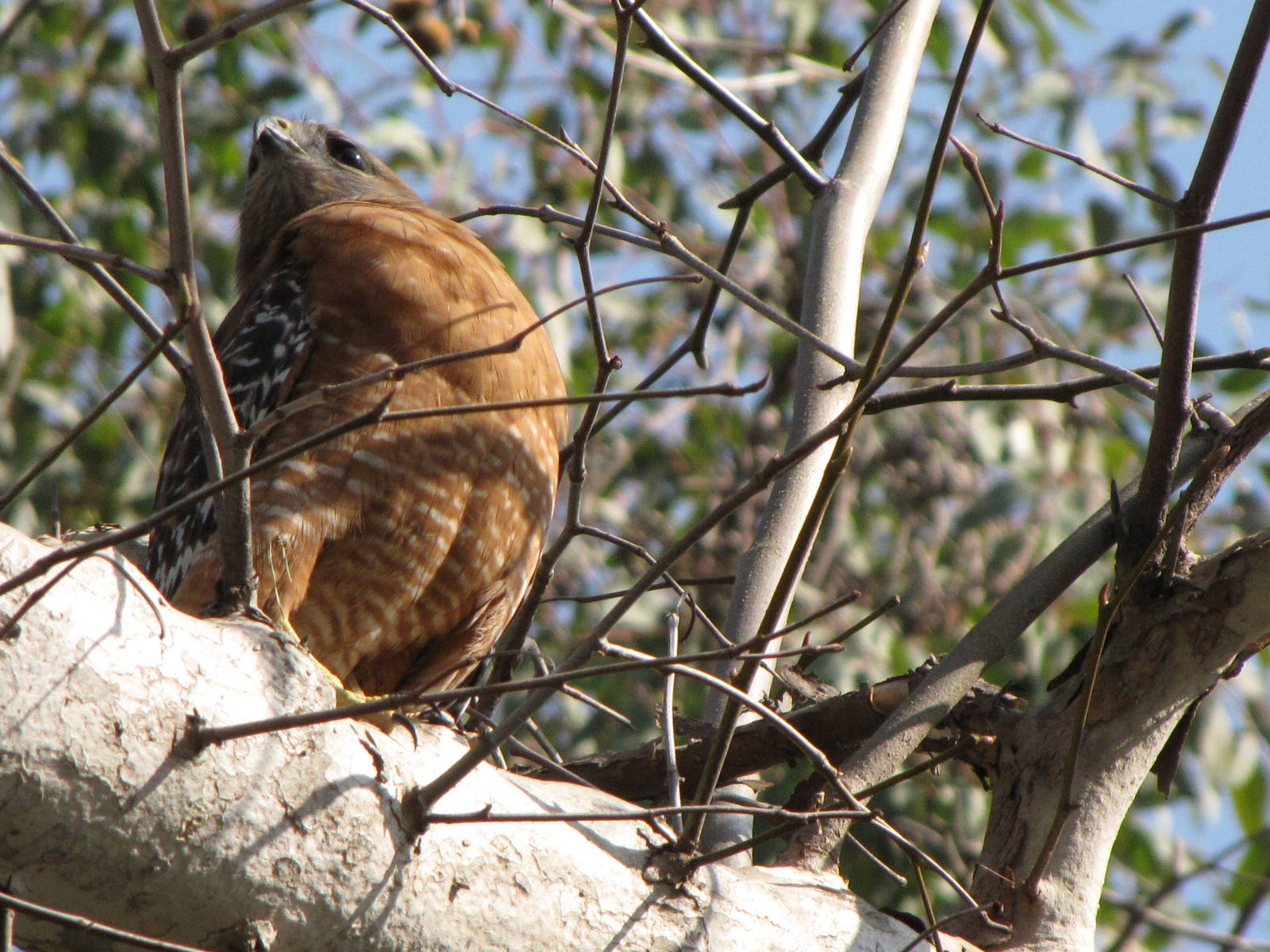 Wild Falcon Perched Above The Chacoan Peccary Exhibit