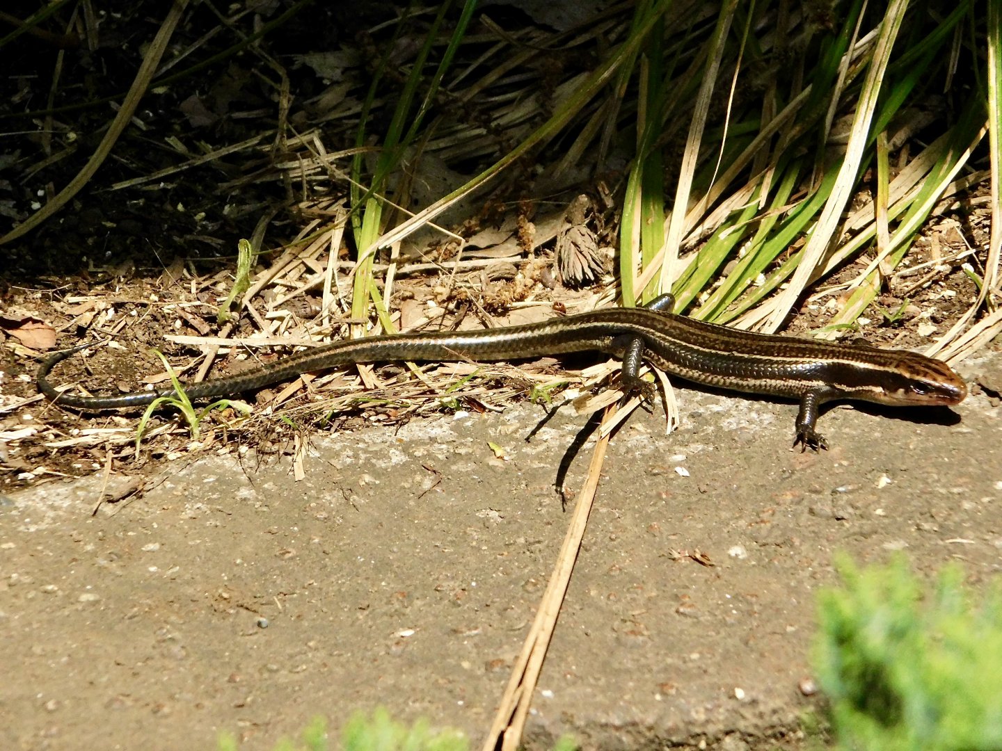 Wild Far Eastern Skink (Plestiodon finitimus) in Chinese Red Panda Enclosure April 27, 2025