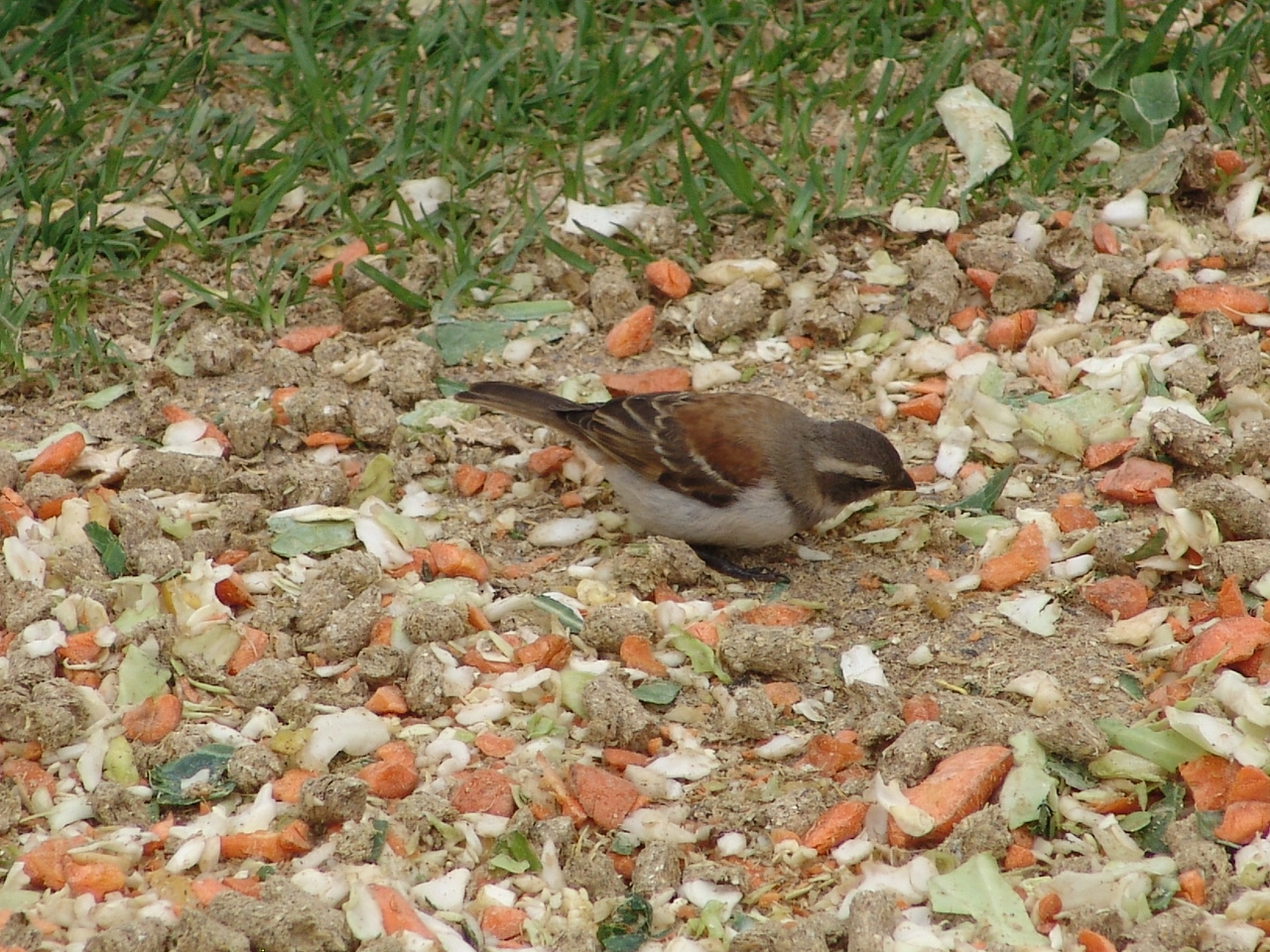 Wild female Cape Sparrow (Passer melanurus)