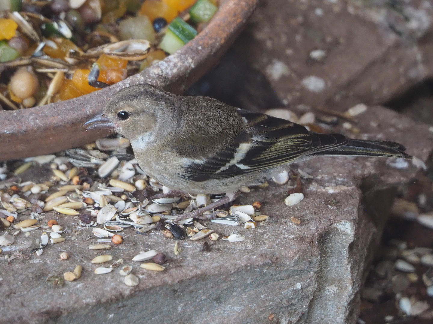 Wild female Common chaffinch (Fringilla coelebs), 2022-06-28