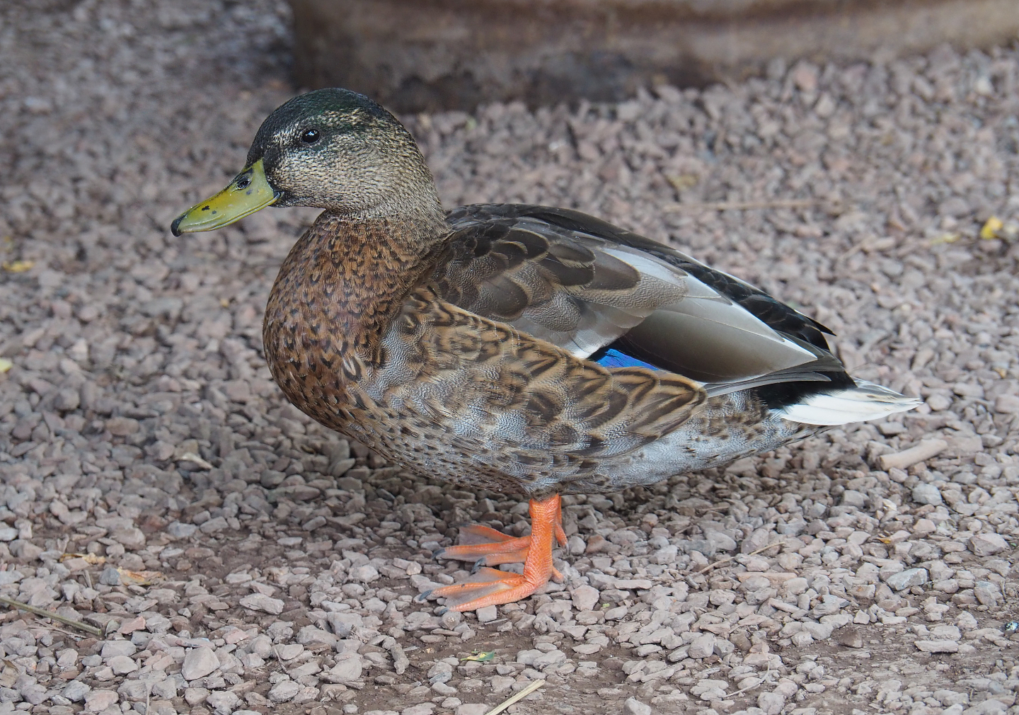 Wild female mallard (Anas platyrhynchos), 2020-09-02