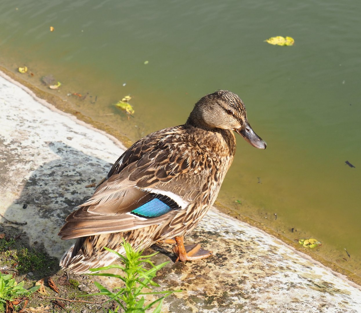 Wild female mallard (Anas platyrhynchos), 2021-07-20
