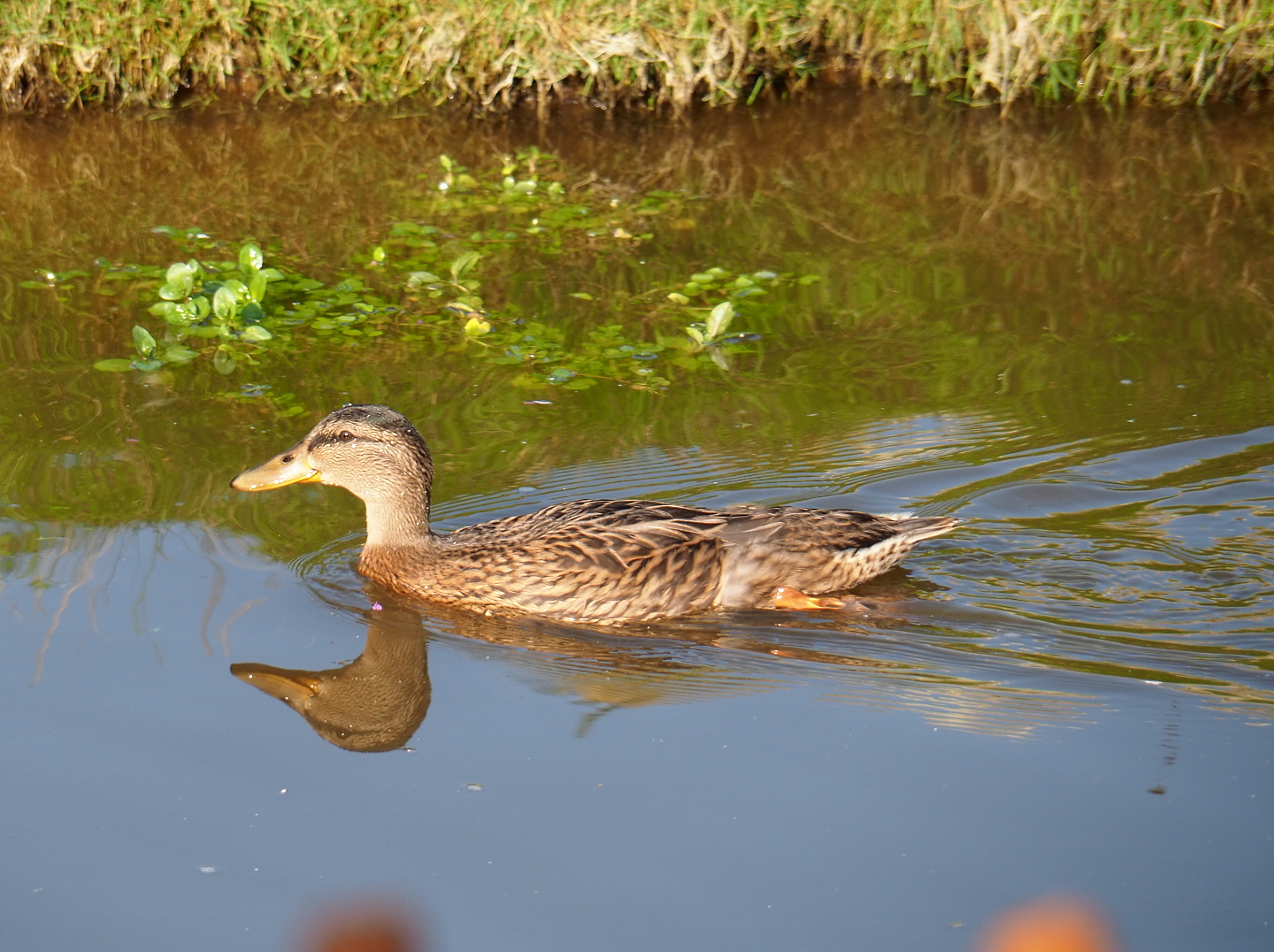 Wild female Mallard (Anas platyrhynchos), 2021-09-02