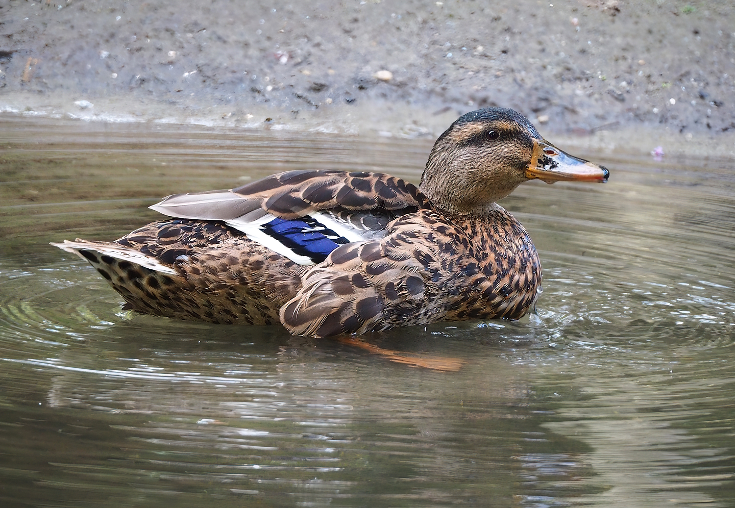 Wild female Mallard (Anas platyrhynchos), 2022-08-28