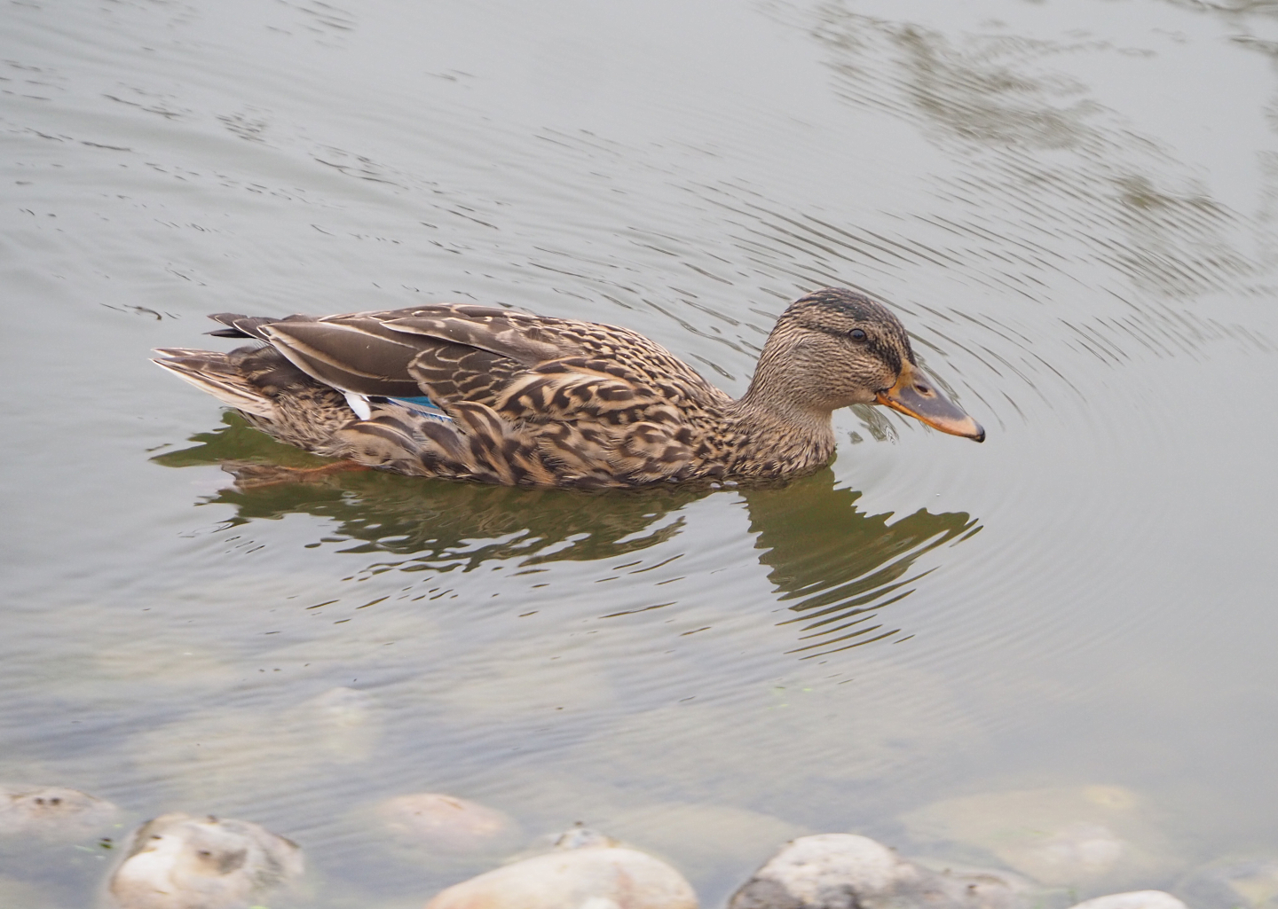 Wild female Mallard (Anas platyrhynchos), 2022-09-14