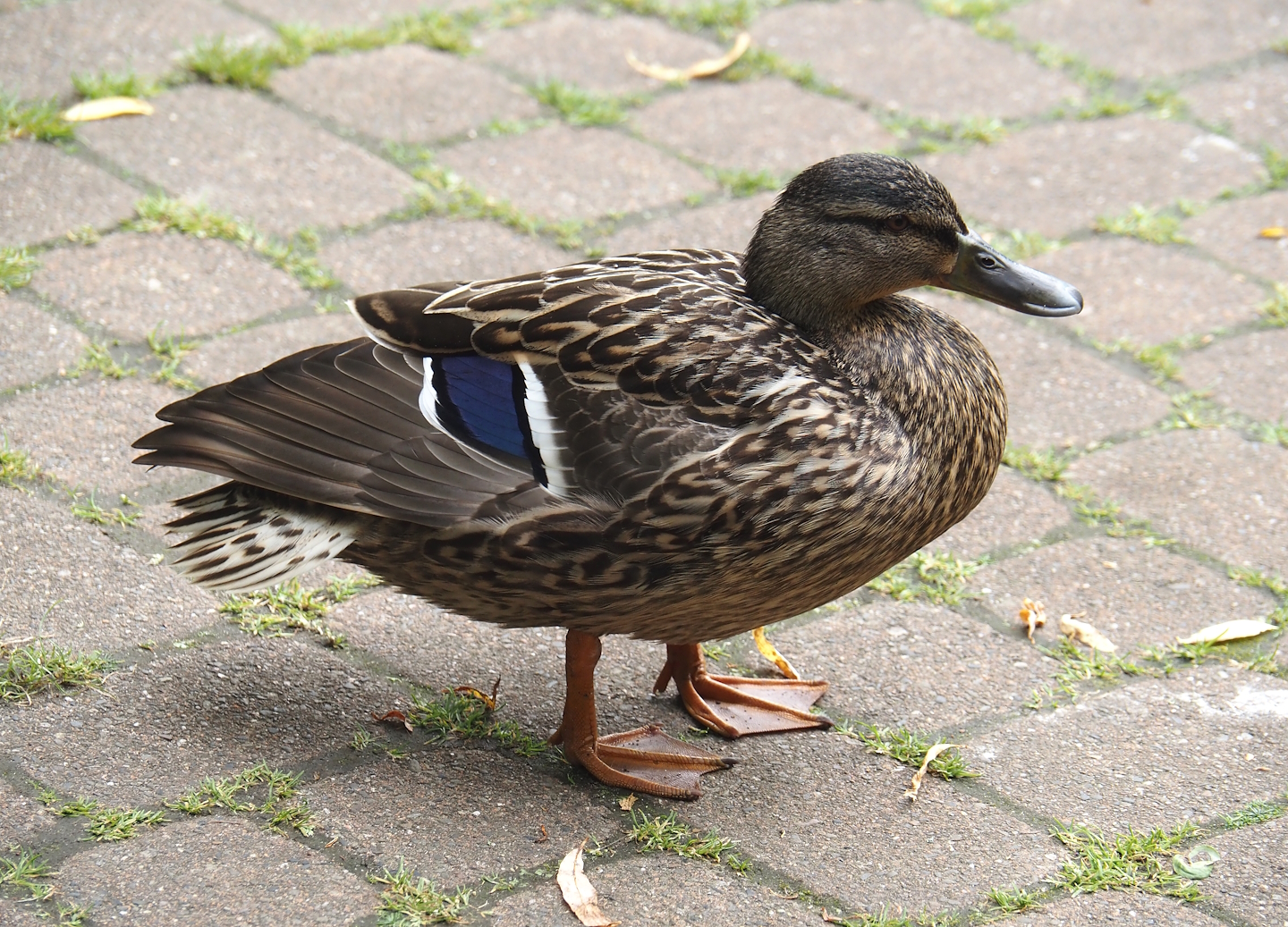 Wild female Mallard (Anas platyrhynchos), 2024-05-21