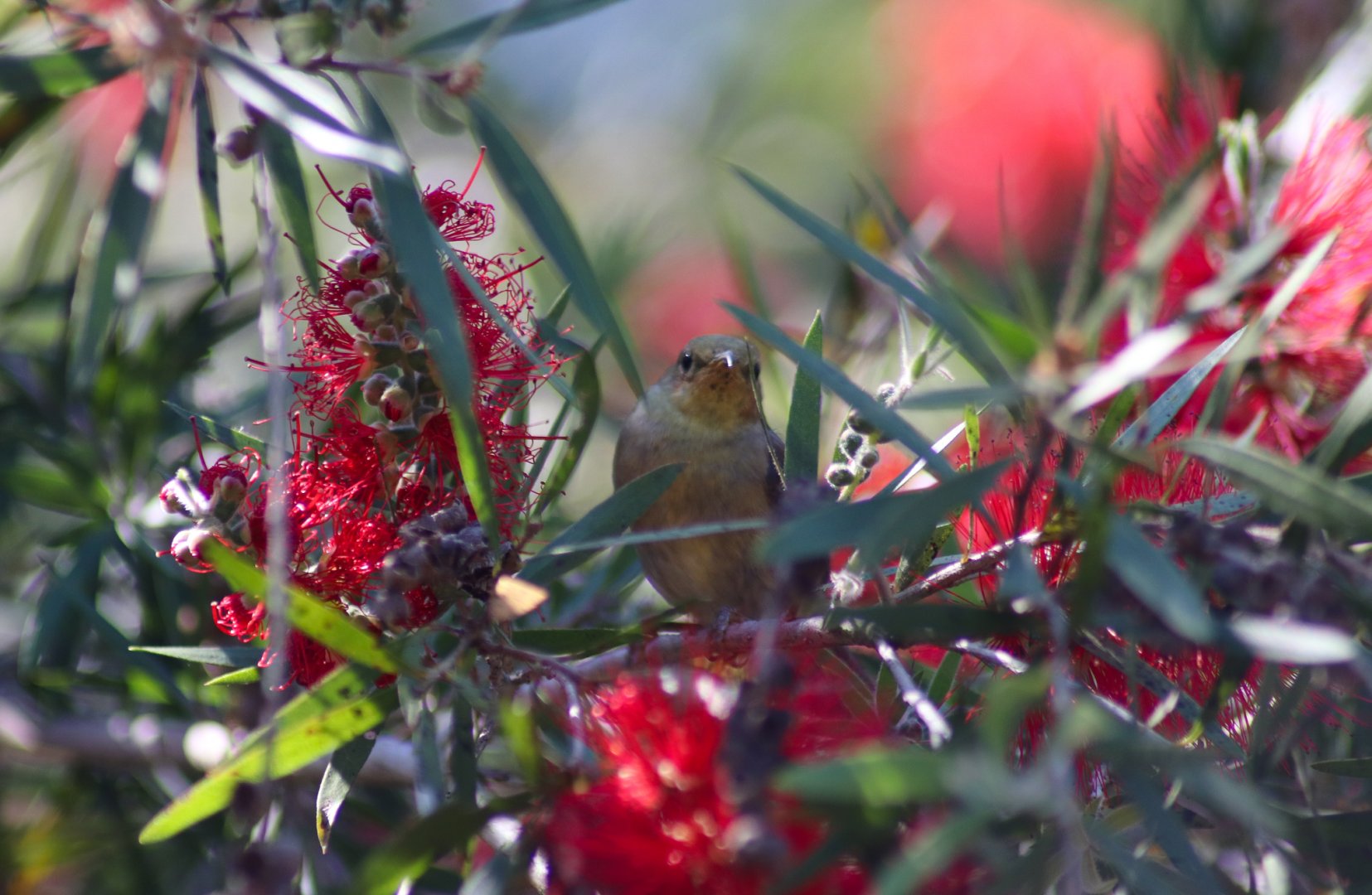 Wild Female Scarlet Honeyeater (Myzomela sanguinolenta)