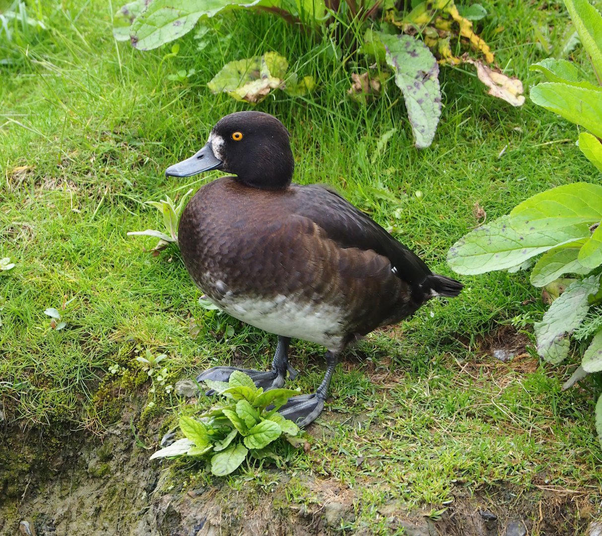 Wild female tufted duck (Aythya fuligula), 2023-05-15