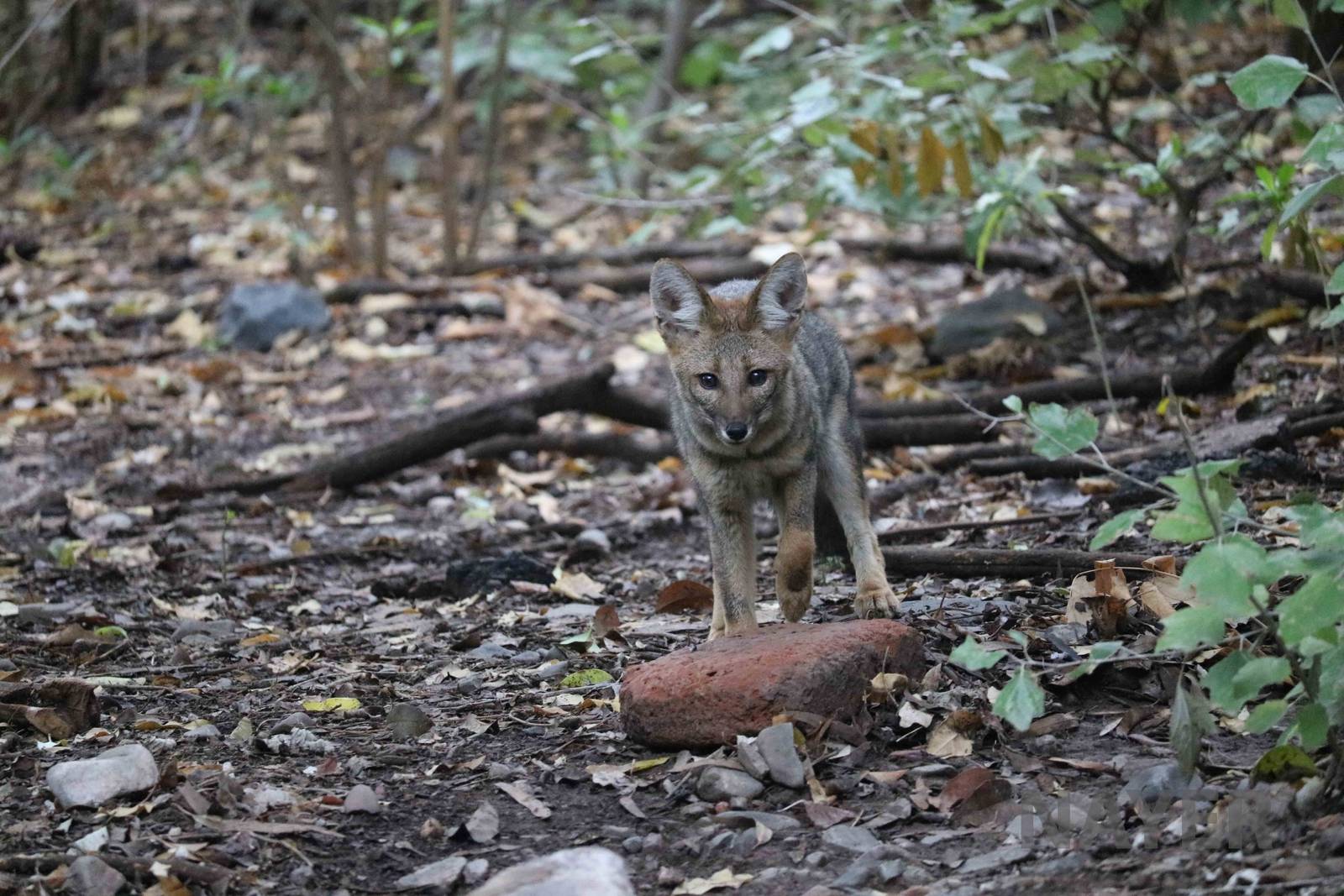 Wild/feral chilla - Mendoza Zoo, April 2016
