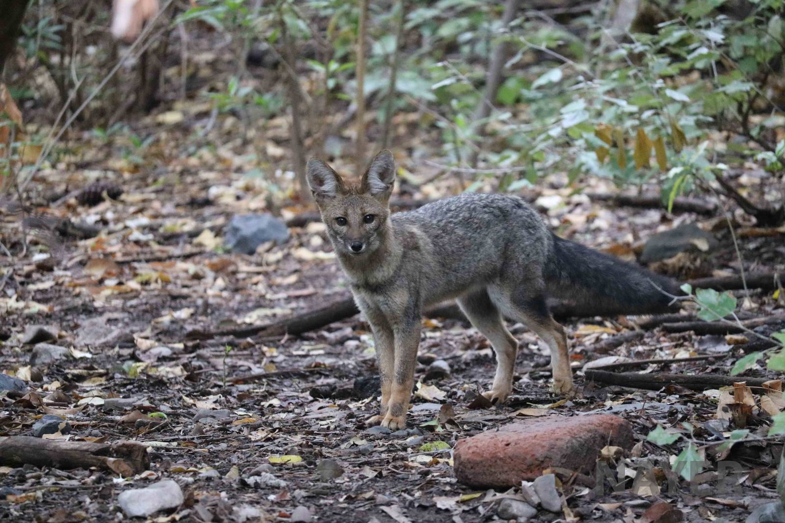Wild/feral chilla - Mendoza Zoo, April 2016