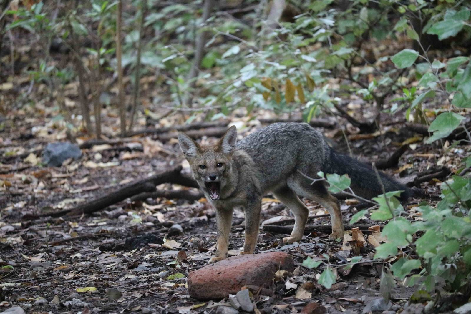 Wild/feral chilla - Mendoza Zoo, April 2016