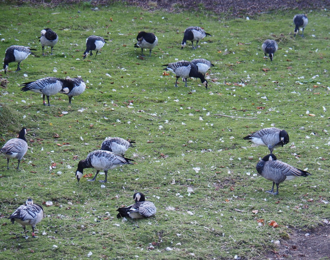 Wild/Feral geese in the Wapiti paddock, 2021-09-02