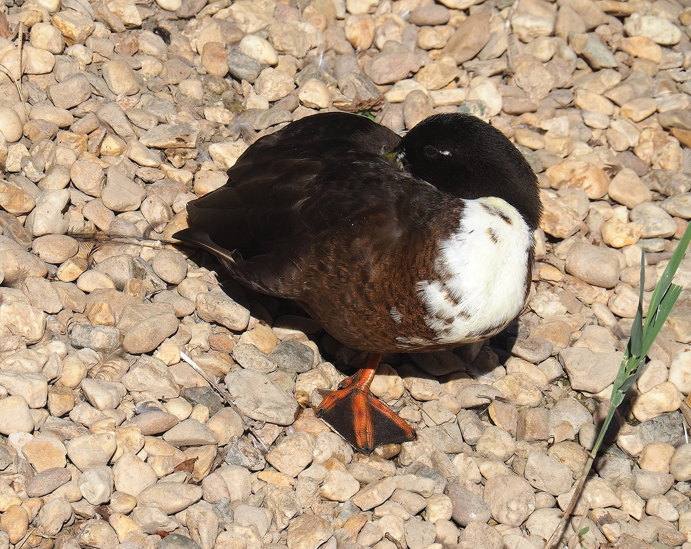 Wild/Feral Mallard - Domestic duck hybrid (Anas platyrhynchos), 2022-08-07