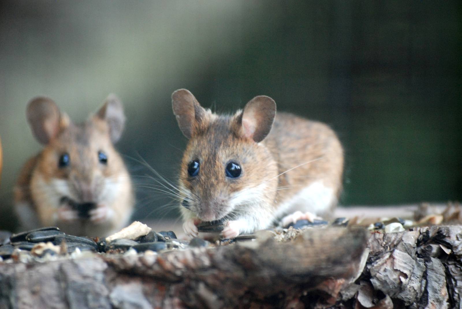 Wild Field Mice at Dresden, 29/08/12