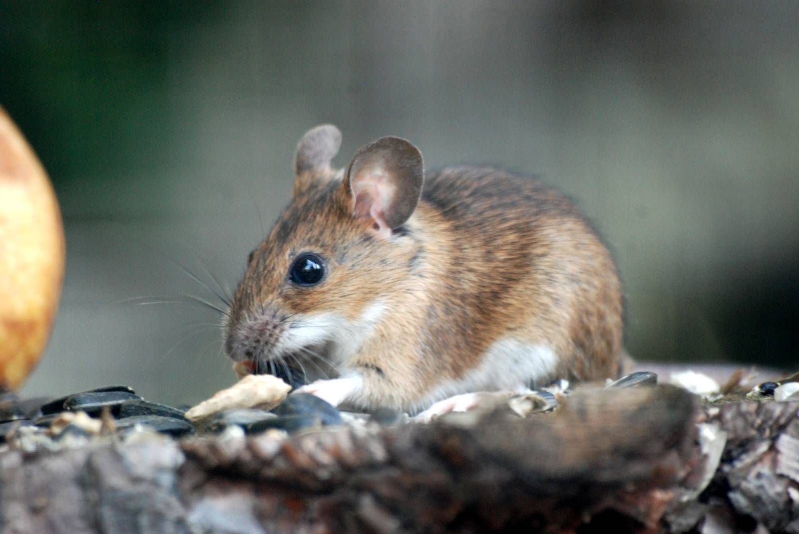 Wild Field Mouse at Dresden, 29/08/12