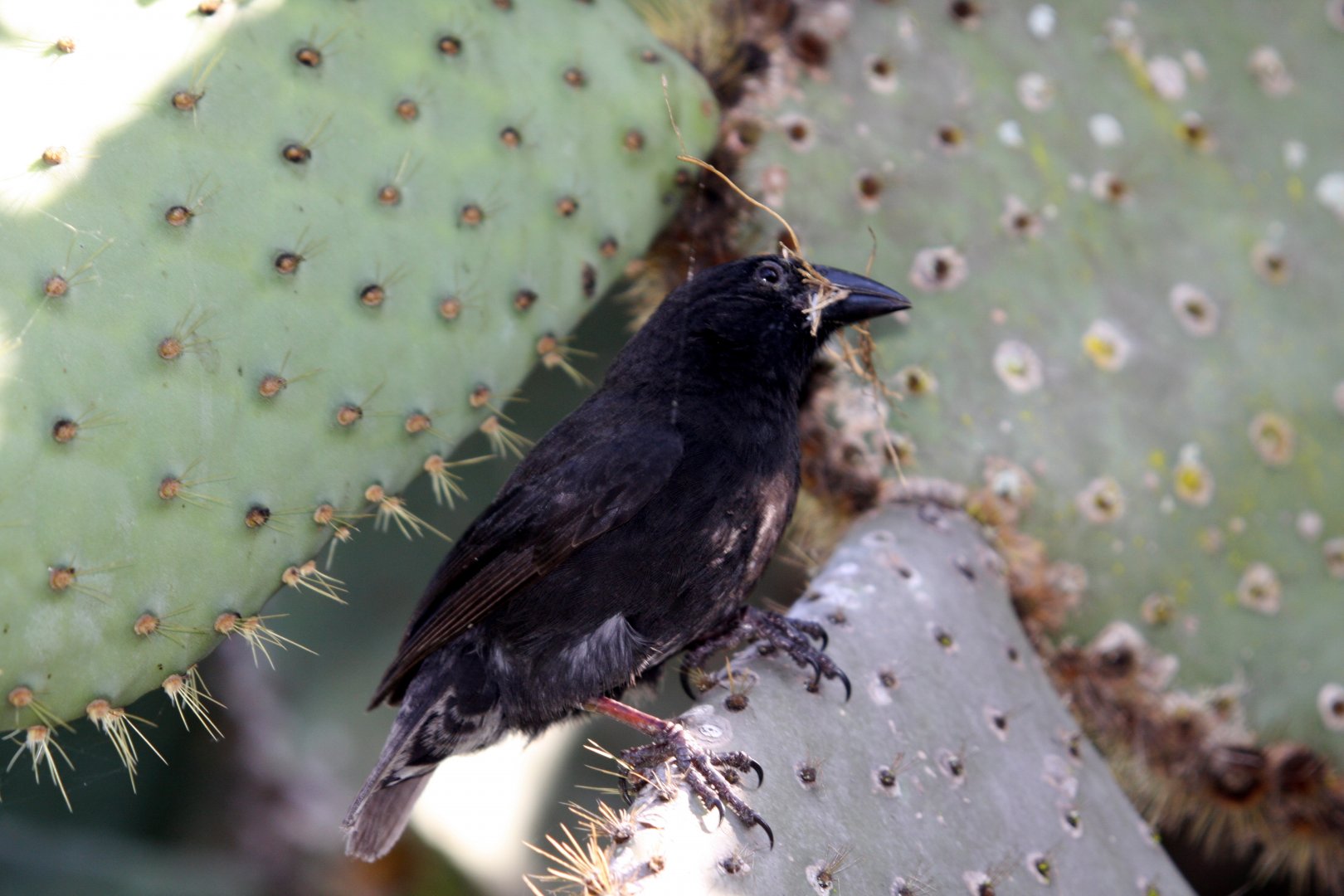 wild finch- February 2012