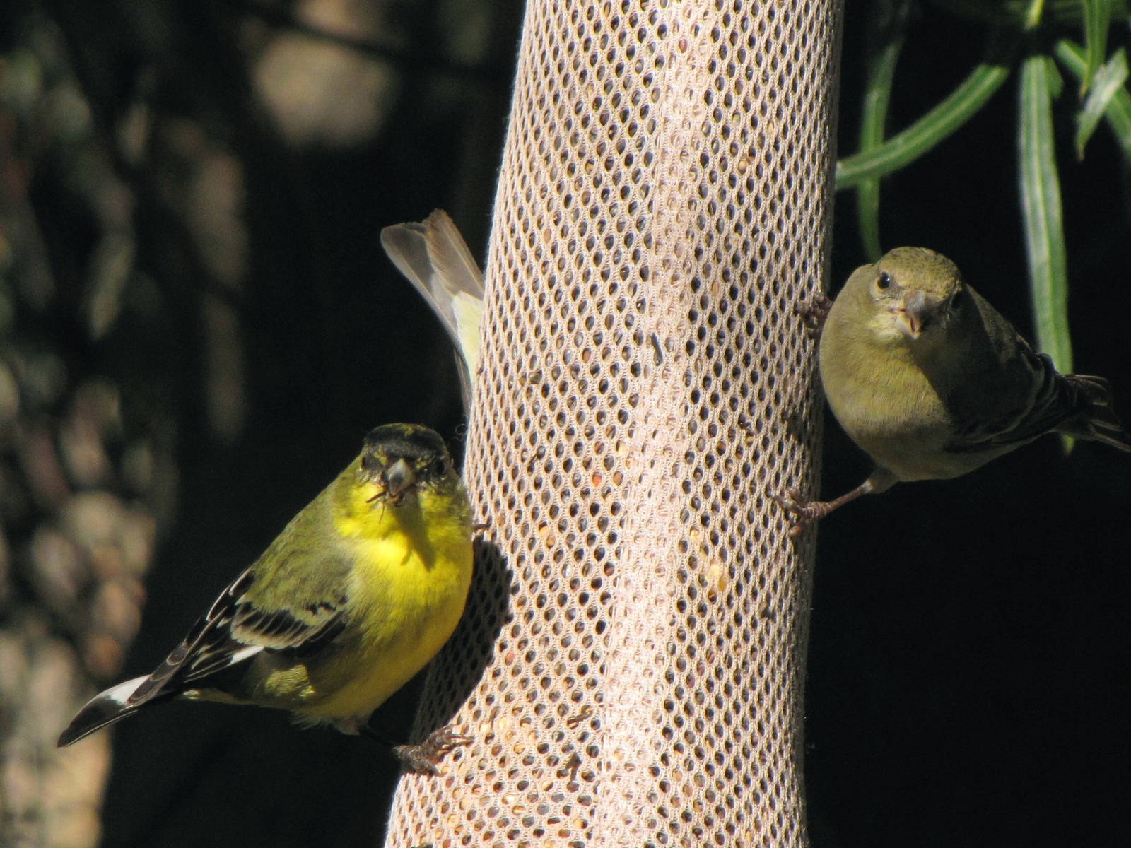 Wild Finches