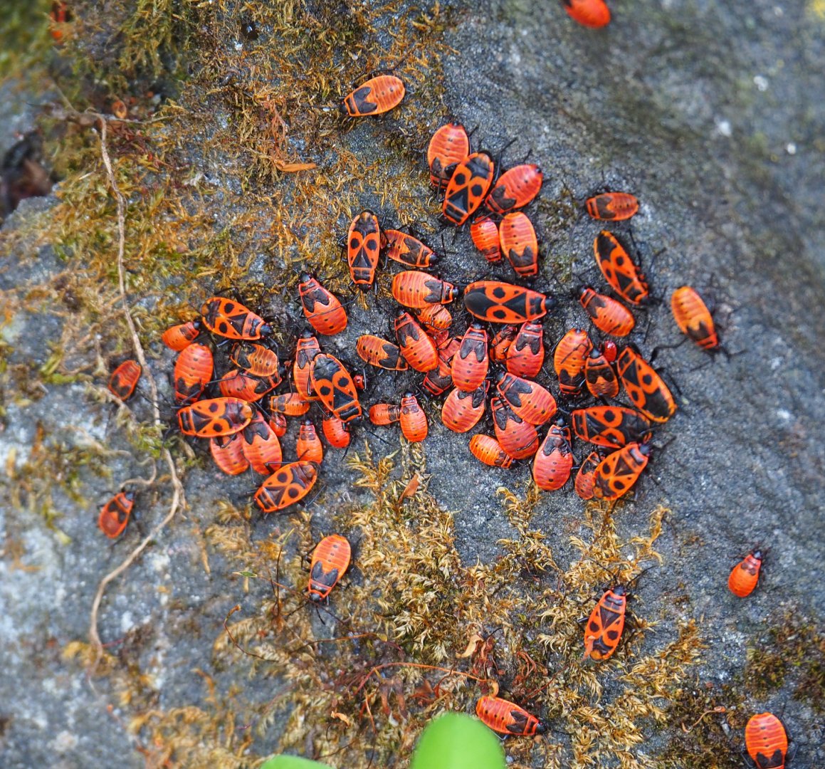 Wild Firebugs (Pyrrhocoris apterus), 2022-06-28