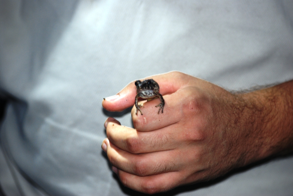 (Wild) Fitzinger's Rain Frog at Arenal Natura, 18/04/14