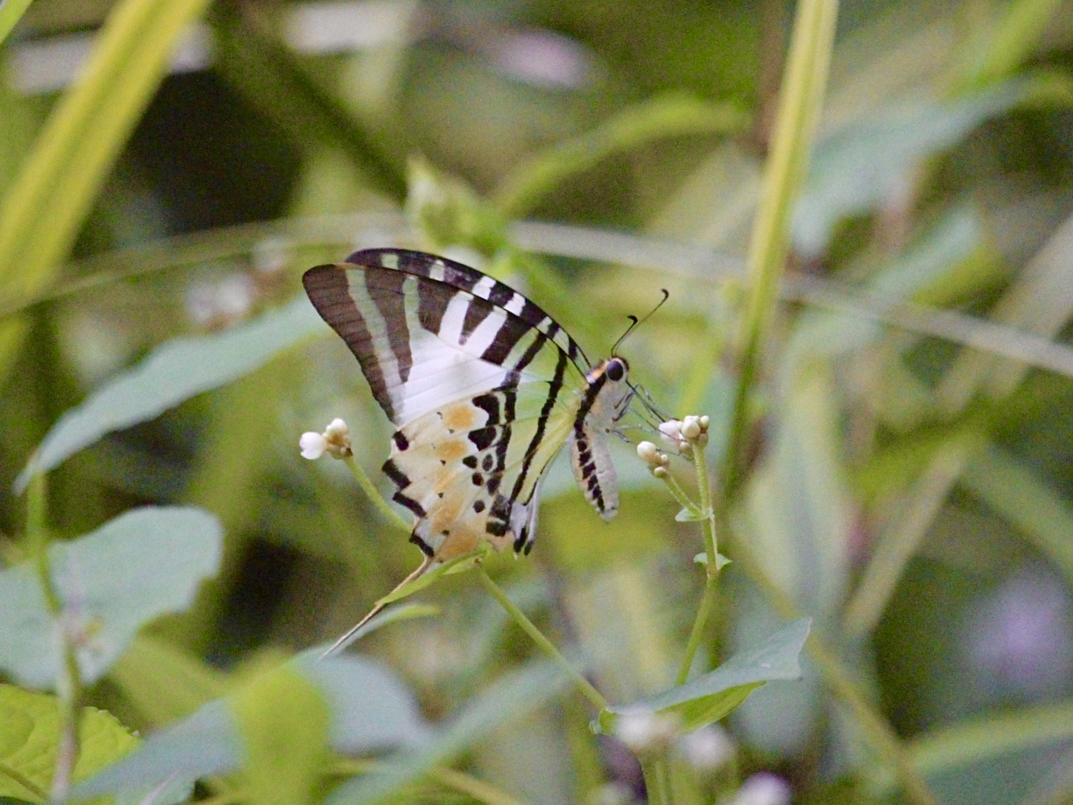 Wild Five-Bar Swordtail (Graphium antiphates)
