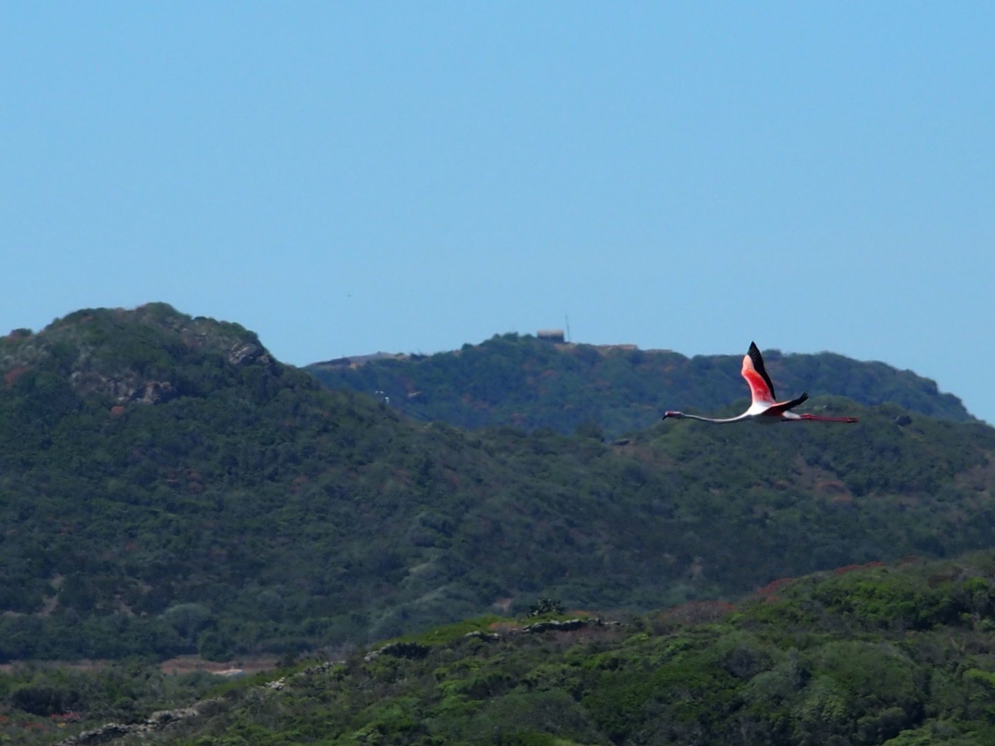 wild flamingo a life first