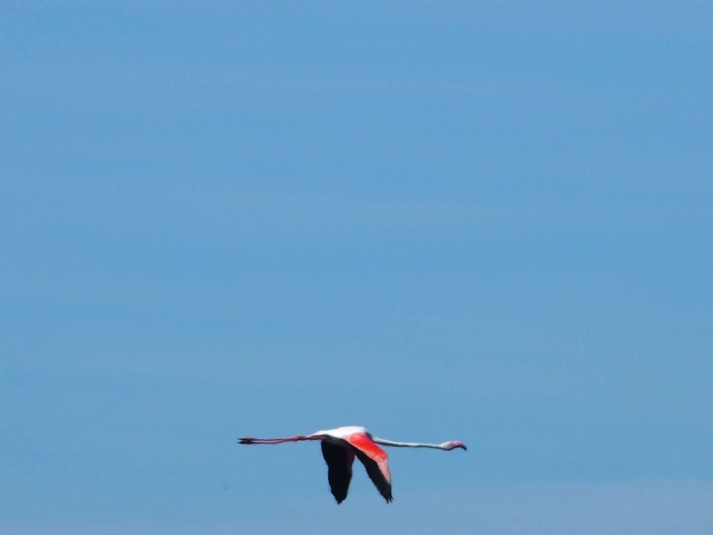 wild flamingo Menorca 17th may2017