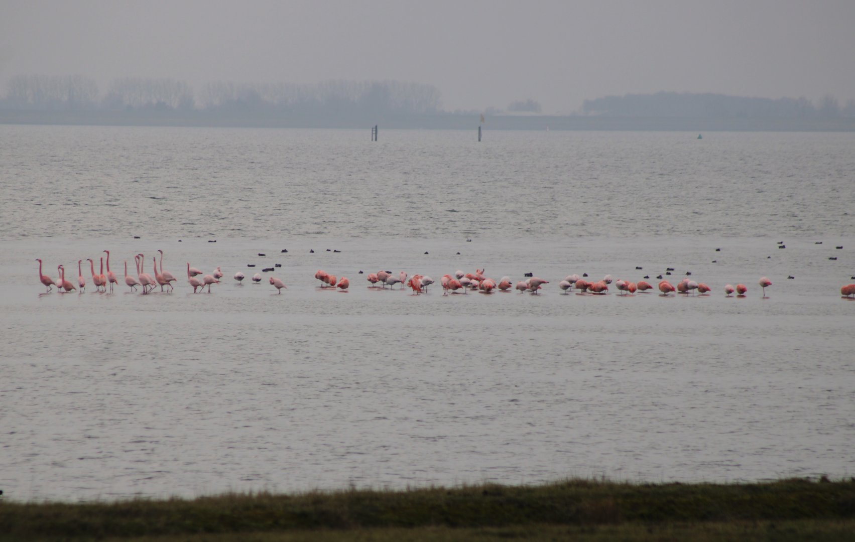Wild Flamingo's