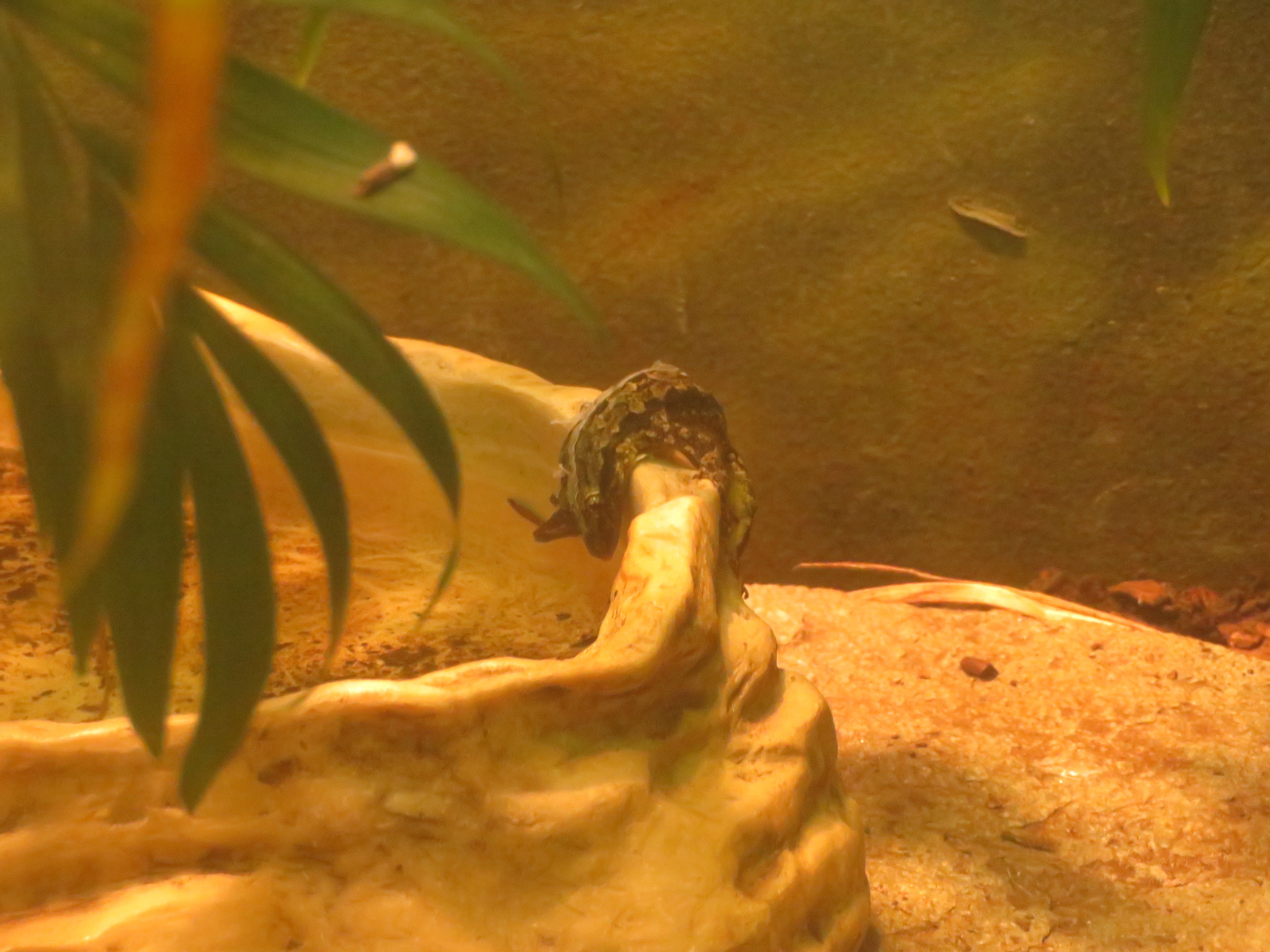 Wild Flat-tailed House Gecko