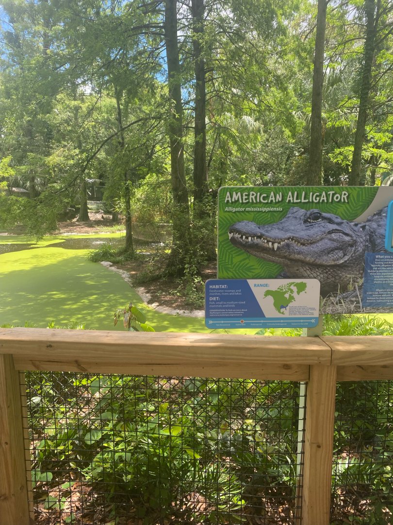 Wild Florida- American Alligator Exhibit