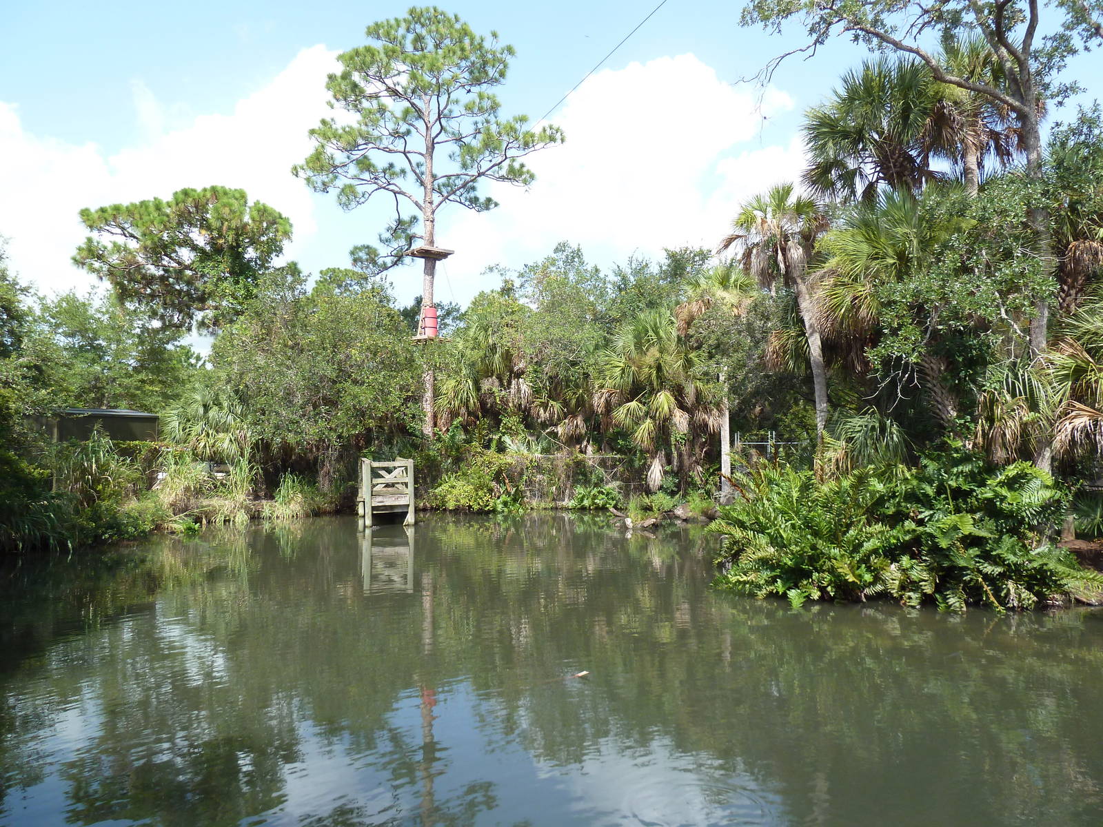 Wild Florida - American Alligator Swamp