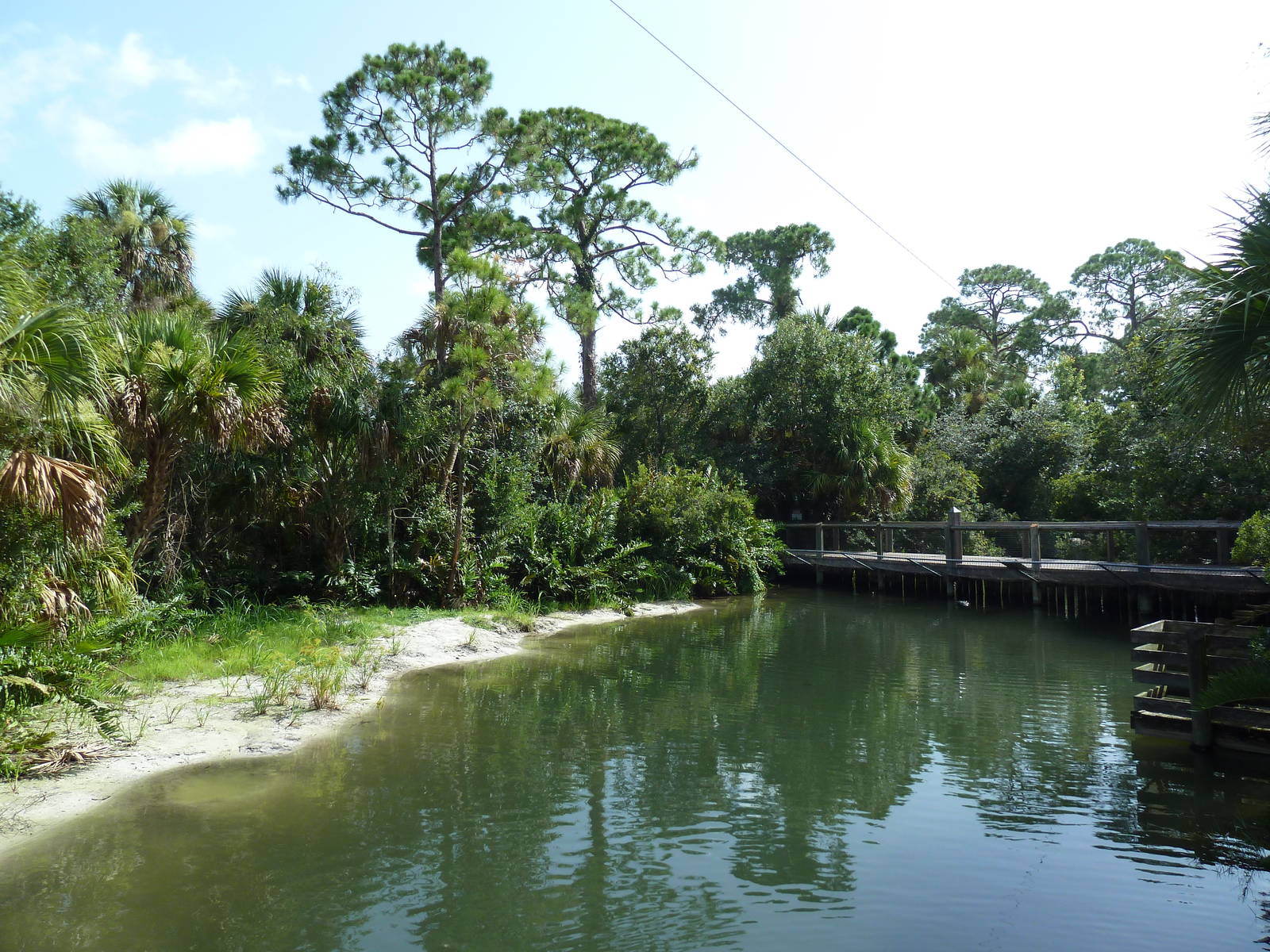 Wild Florida - American Alligator Swamp