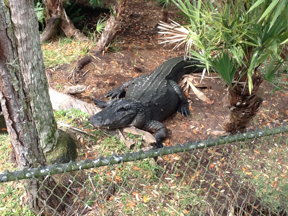 Wild Florida- American Alligator