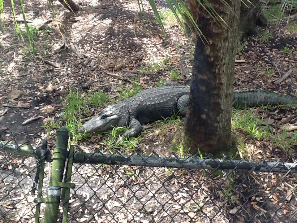 Wild Florida- American Alligator